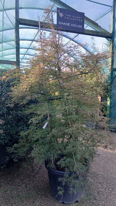 Acer pal. 'Emerald Lace'