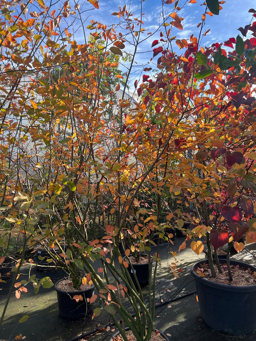 Amelanchier lamarckii