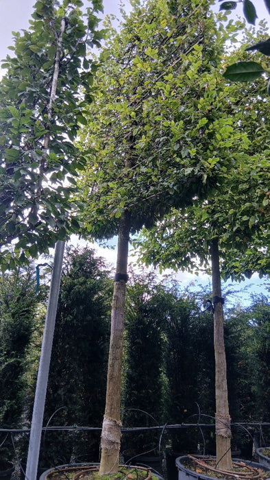 Carpinus betulus