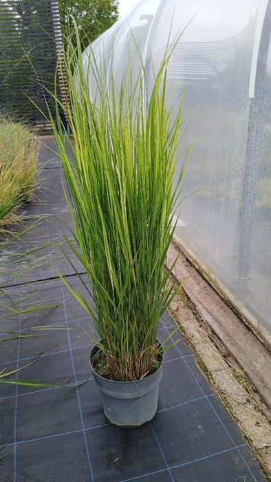 Panicum virgatum 'Northwind'