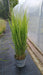 Panicum virgatum 'Northwind'