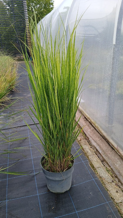 Panicum virgatum 'Northwind' (Switch Grass)