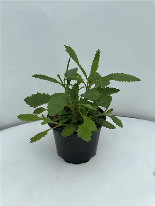 Verbena bonariensis