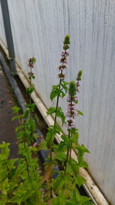 Mentha spicata