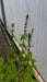 Mentha spicata