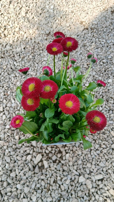 Bellis p. Tasso Red