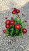Bellis p. Tasso Red