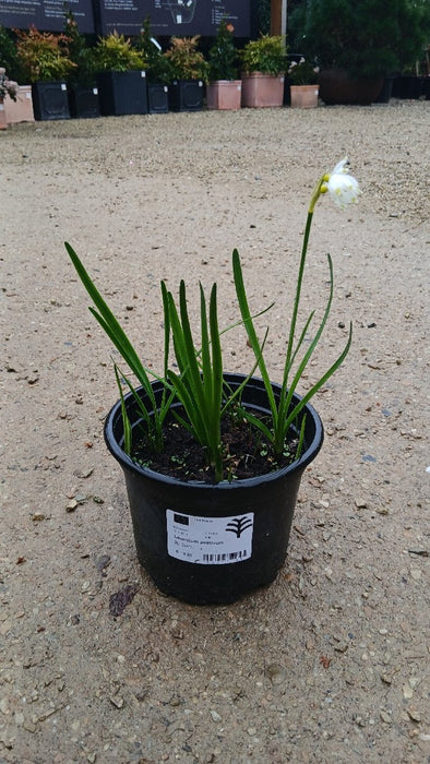 Leucojum aestivum