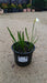 Leucojum aestivum