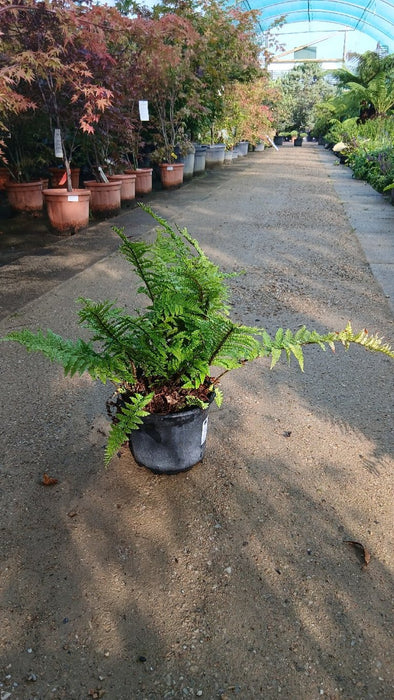 Dryopteris filix-mas