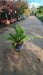 Dryopteris filix-mas