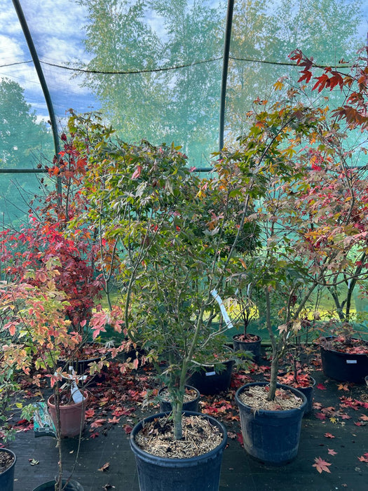 Acer pal. 'Osakazuki'