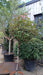 Photinia fraseri 'Robusta Compacta'