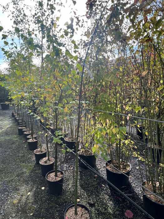 Betula pendula