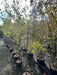 Betula pendula
