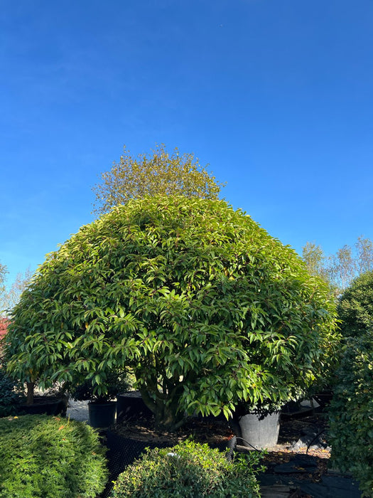 Prunus lusitanica