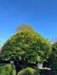 Prunus lusitanica