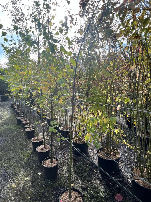 Betula pendula