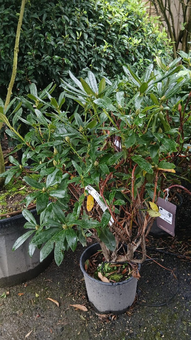 Rhododendron (AJ) 'Rex'