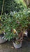 Rhododendron (AJ) 'Rex'