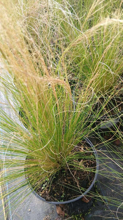 Stipa tenuissima 'Ponytails'
