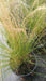 Stipa tenuissima 'Ponytails'
