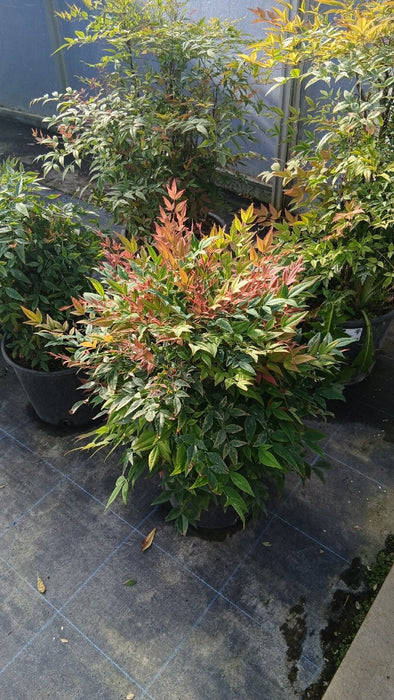 Nandina d. 'Gulf Stream'