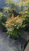 Nandina d. 'Gulf Stream'