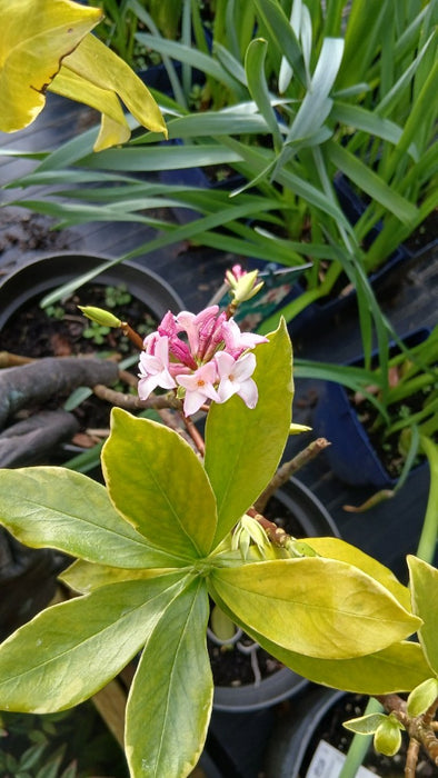 Daphne odora 'Aureomarginata'
