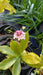 Daphne odora 'Aureomarginata'