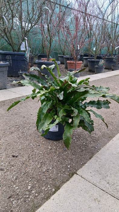 Asplenium scolopendrium