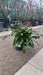Asplenium scolopendrium