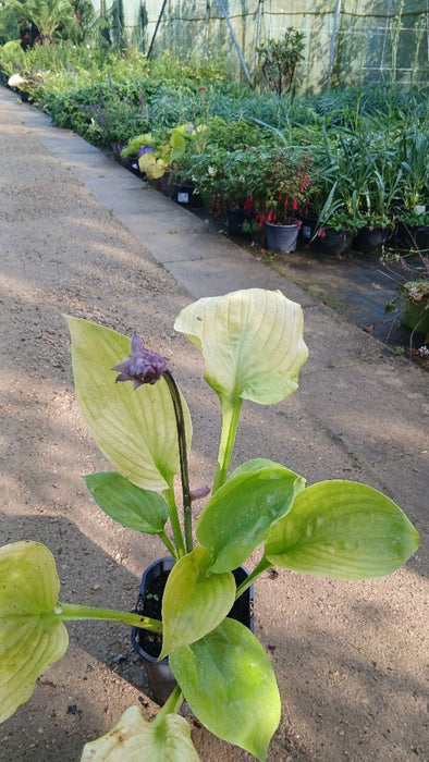 Hosta 'Sum and Substance'