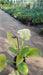 Hosta 'Sum and Substance'