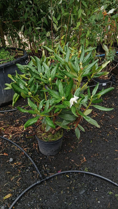 Rhododendron 'Cunningham's White'