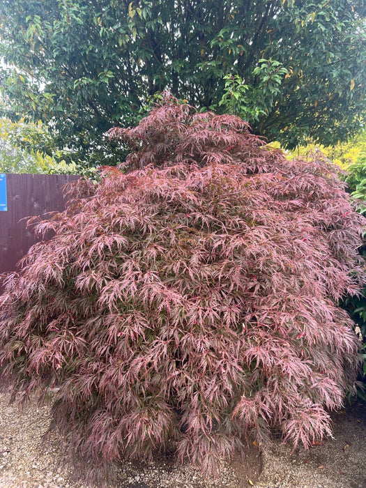 Acer pal. 'Garnet'