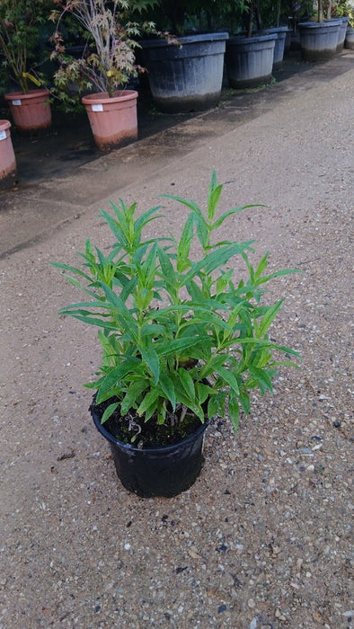 Penstemon 'White Bedder'
