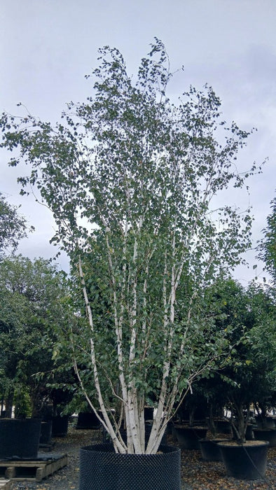 Betula utilis