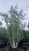 Betula utilis