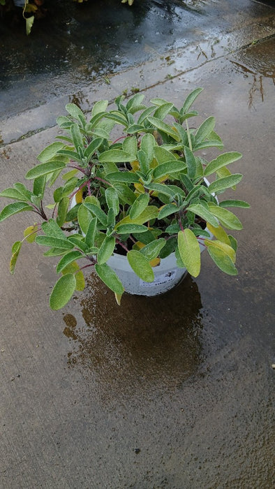 Salvia officinalis
