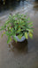 Salvia officinalis