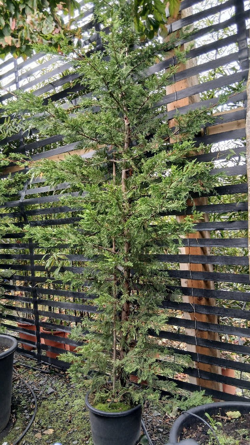 Cupressocyparis leylandii (Leyland Cypress)