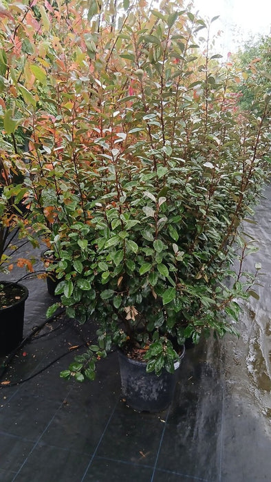 Elaeagnus ebbingei