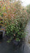 Elaeagnus ebbingei