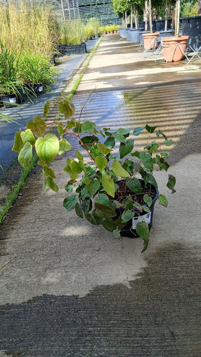 Epimedium rubrum