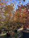Amelanchier lamarckii