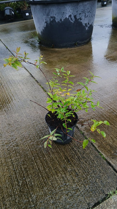 Hypericum 'Hidcote'