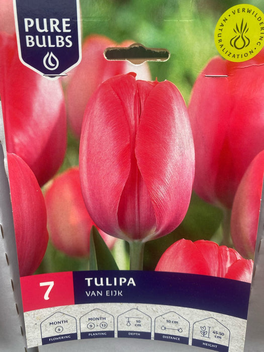 Tulipa Van Eijk
