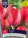 Tulipa Van Eijk