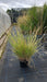 Cenchrus ciliaris